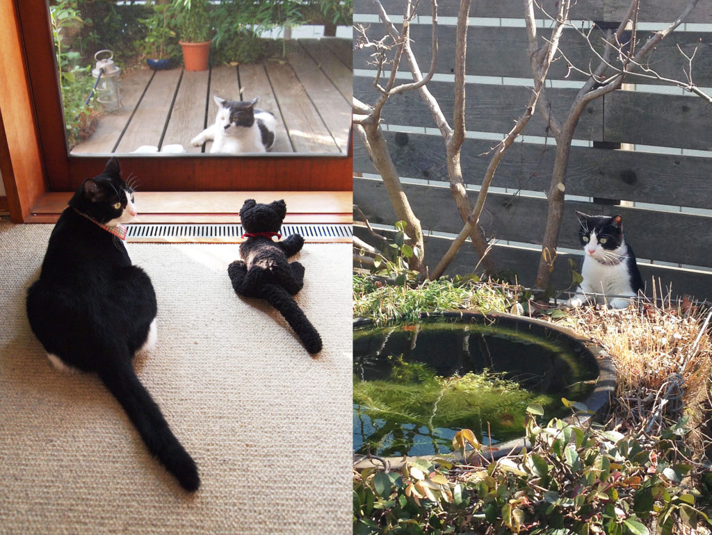 外猫に今日の報告をする家猫と猫のぬいぐるみと庭の池をパトロールする猫