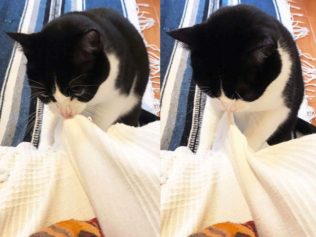 いたずらする猫