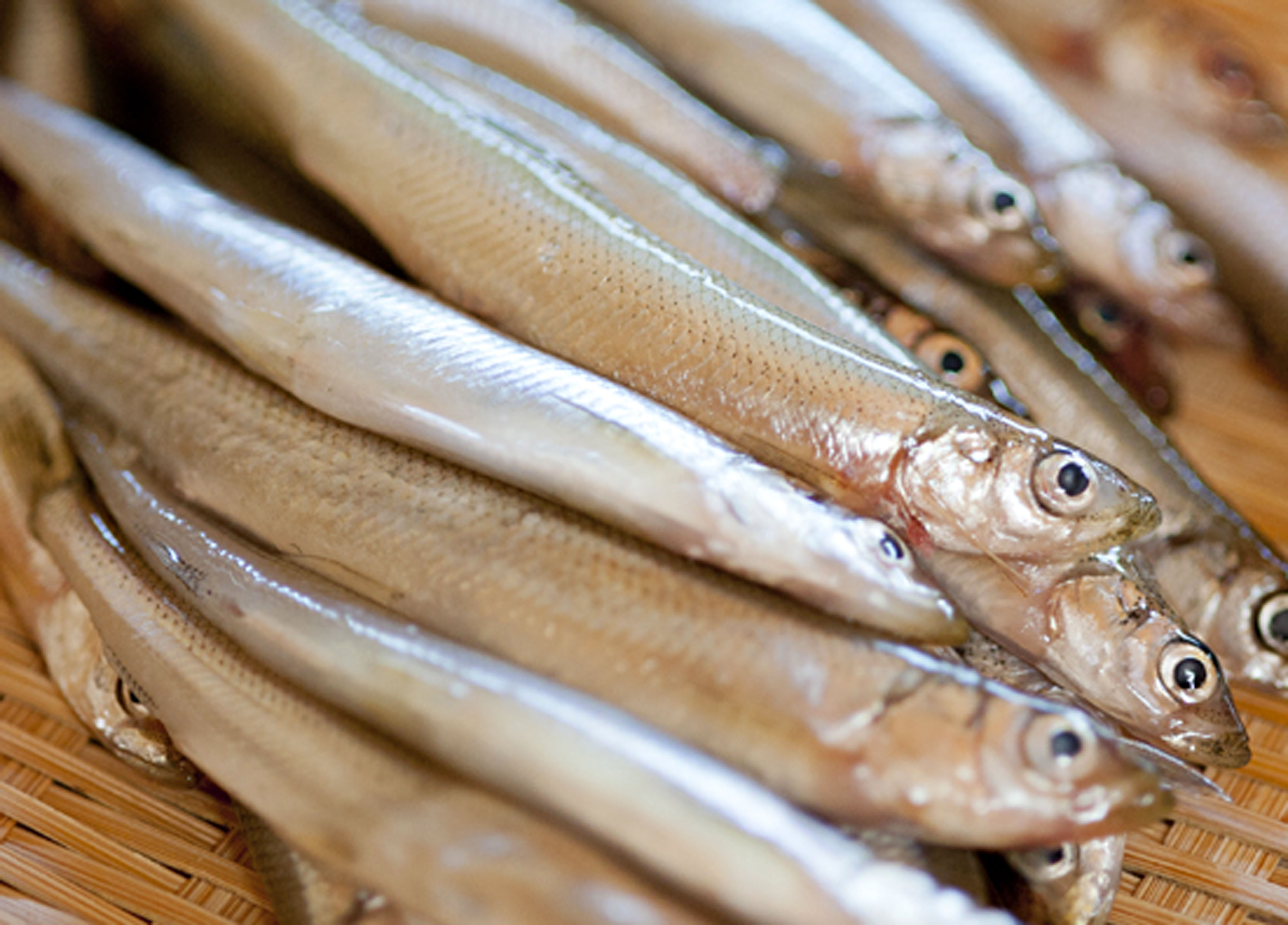 諏訪湖で釣れたわかさぎ