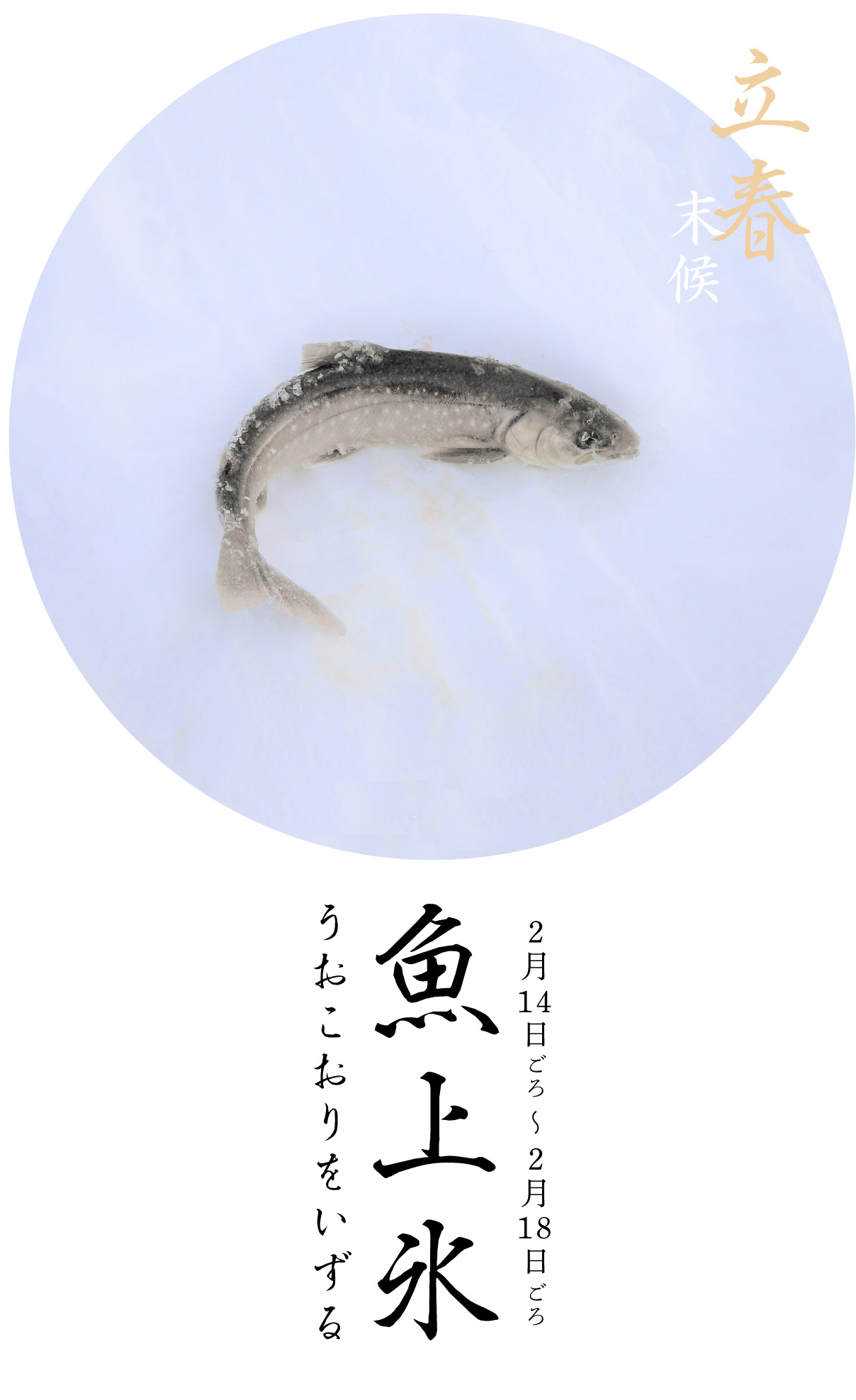 立春末候・魚上氷
