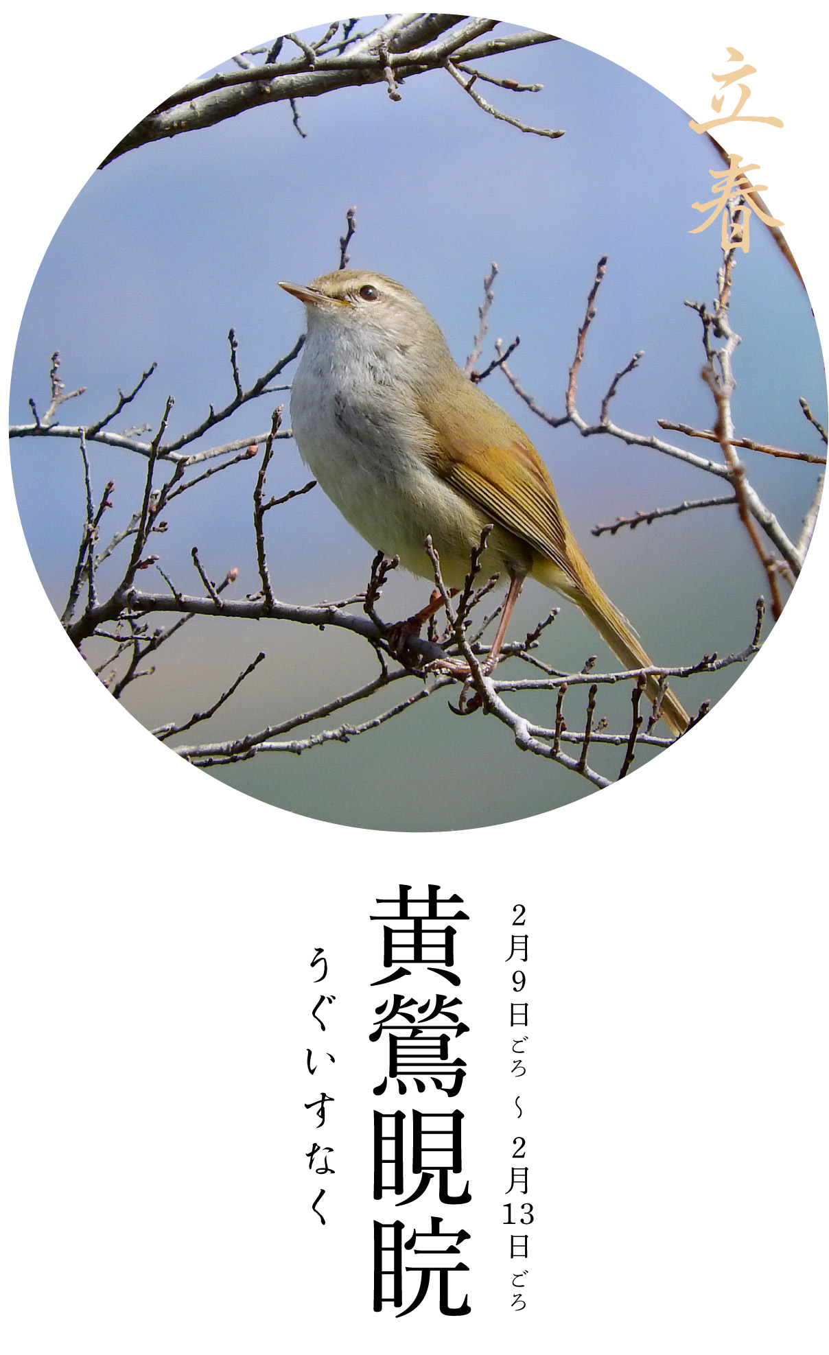 立春次候・黄鶯睍睆
