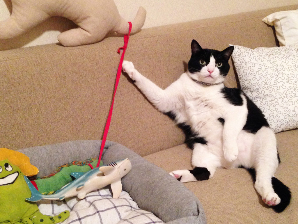 飼い主に猫とは何か教えている猫歌丸