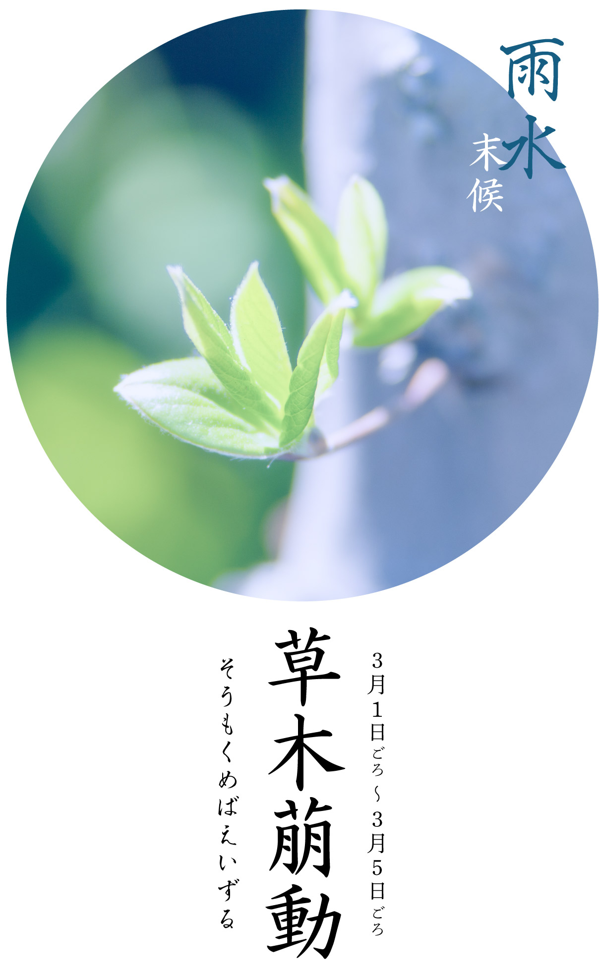雨水末候・草木萠動