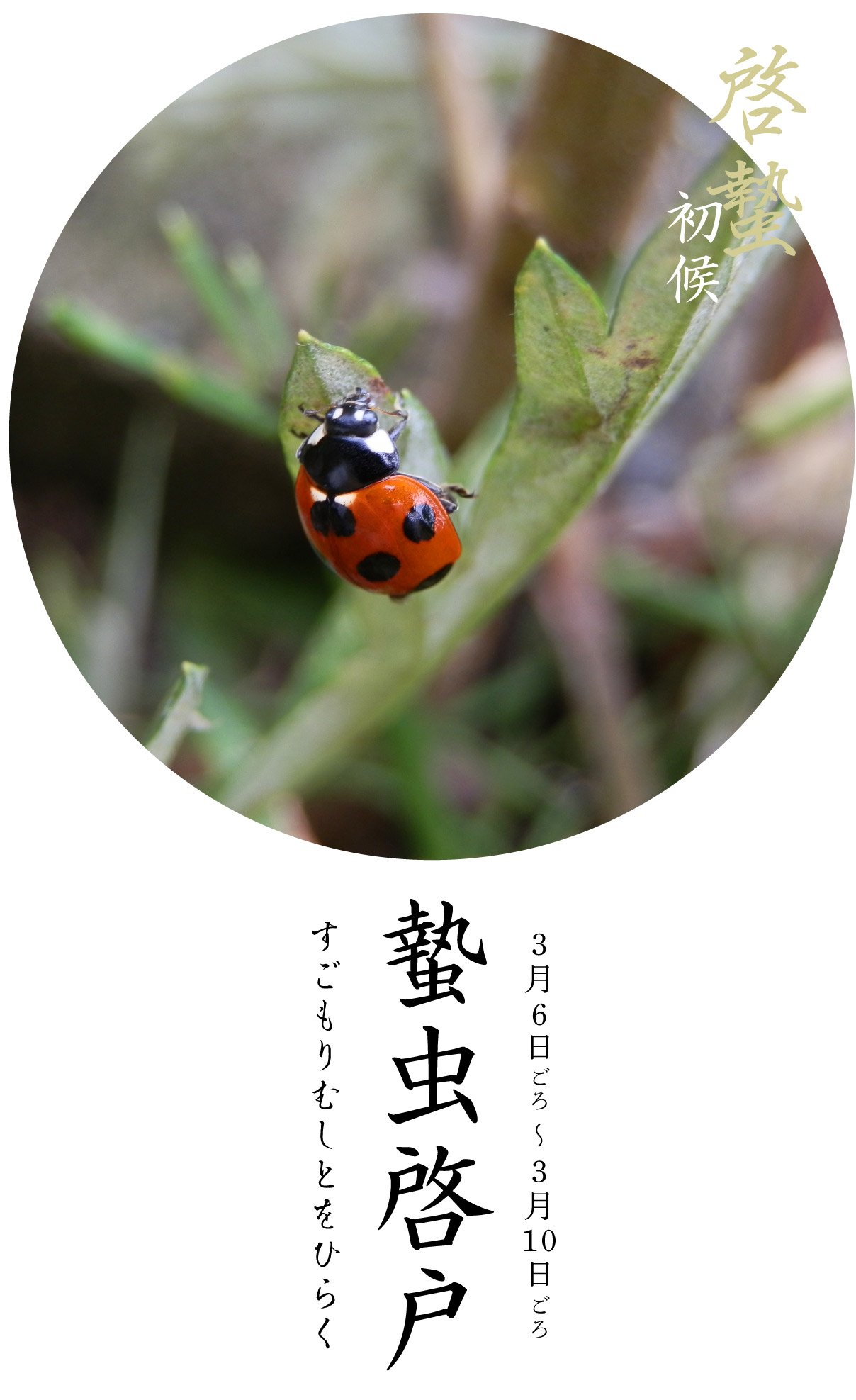 啓蟄初候・蟄虫啓戸