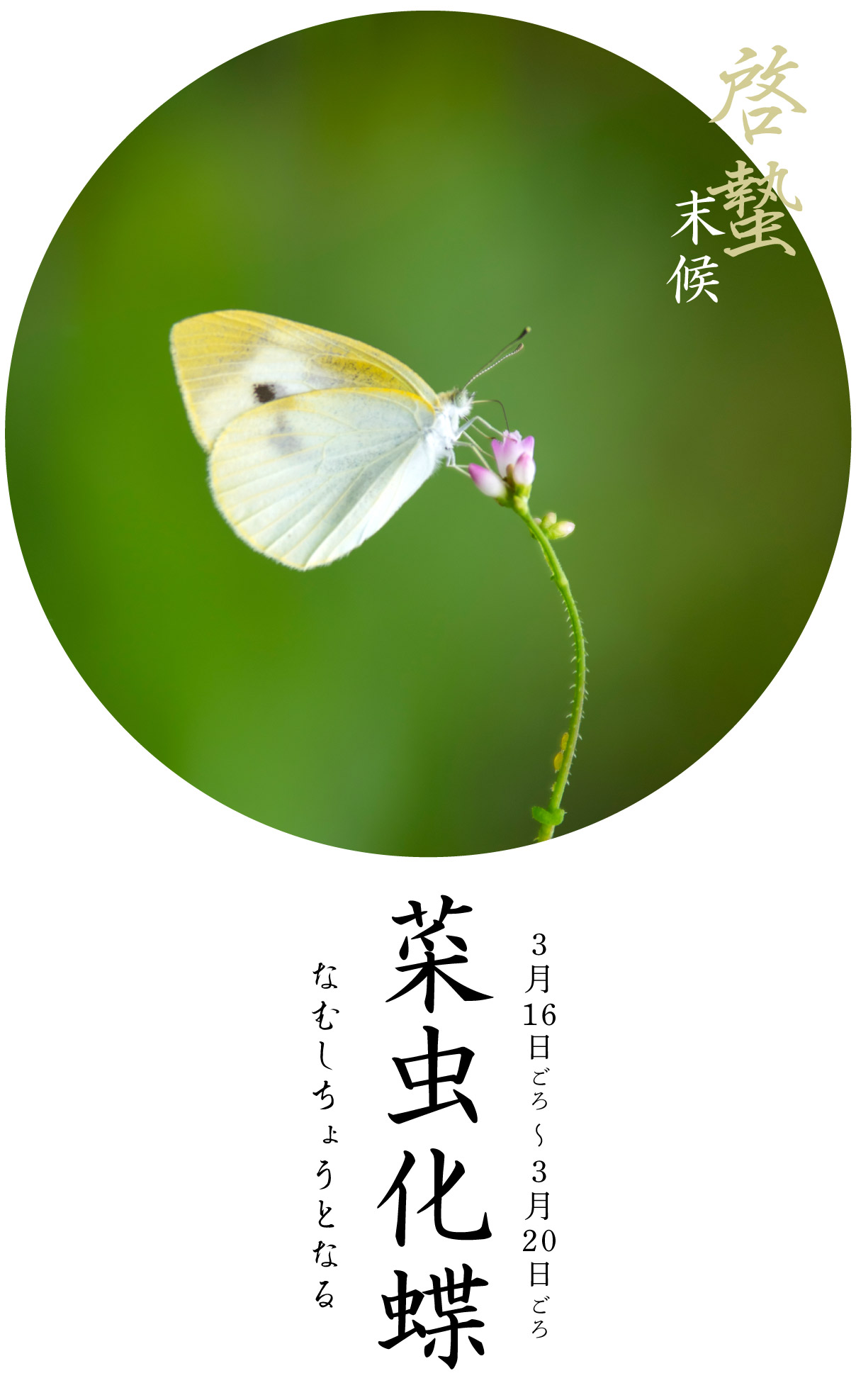 啓蟄末候・菜虫化蝶