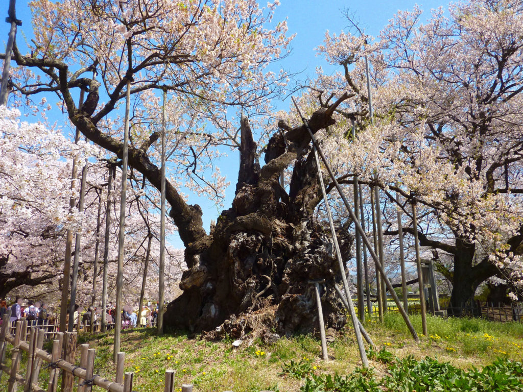 山梨県・武川の日本三大桜の一つ山高神代桜(エドヒガンザクラ)