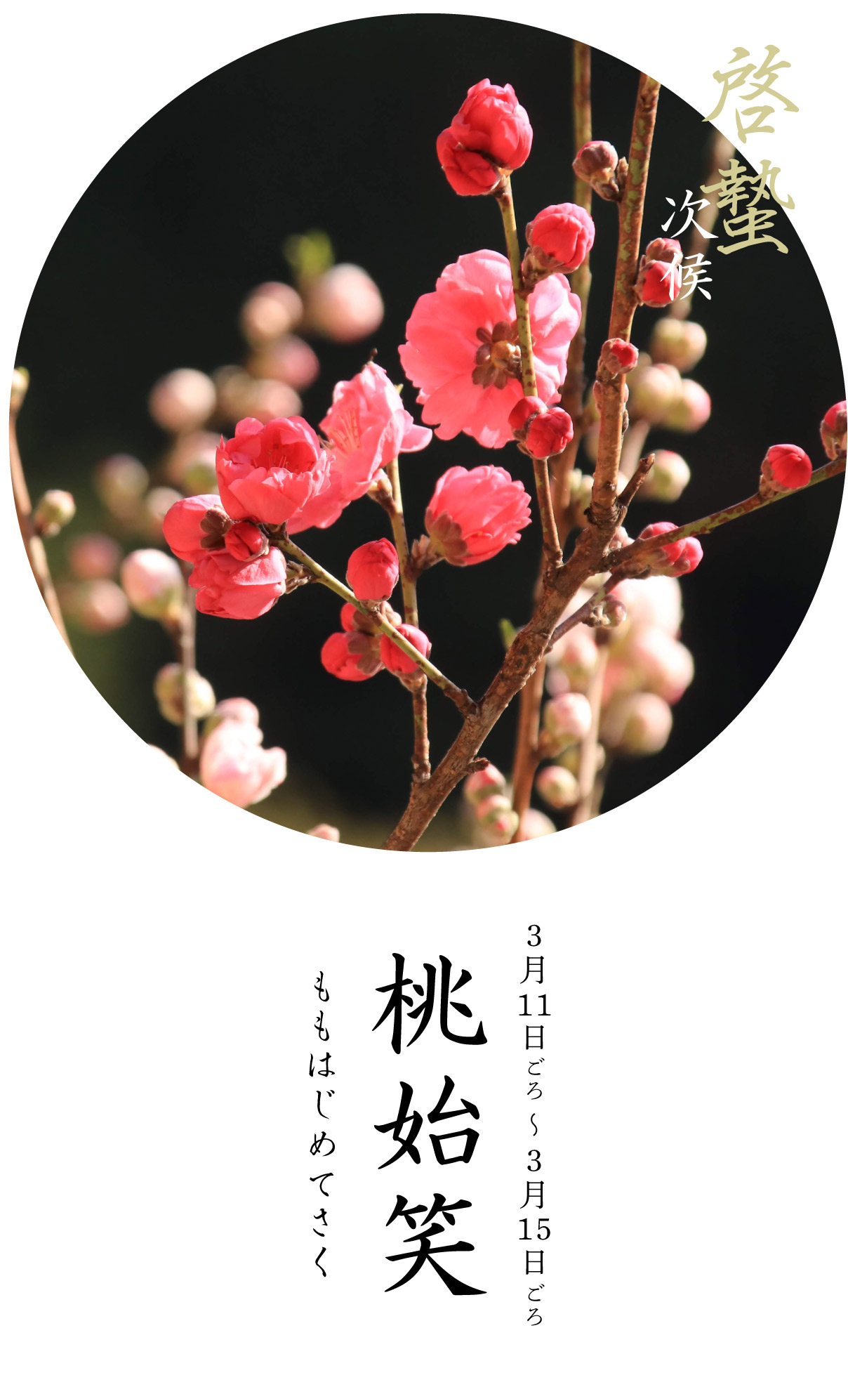 啓蟄次候・桃始笑