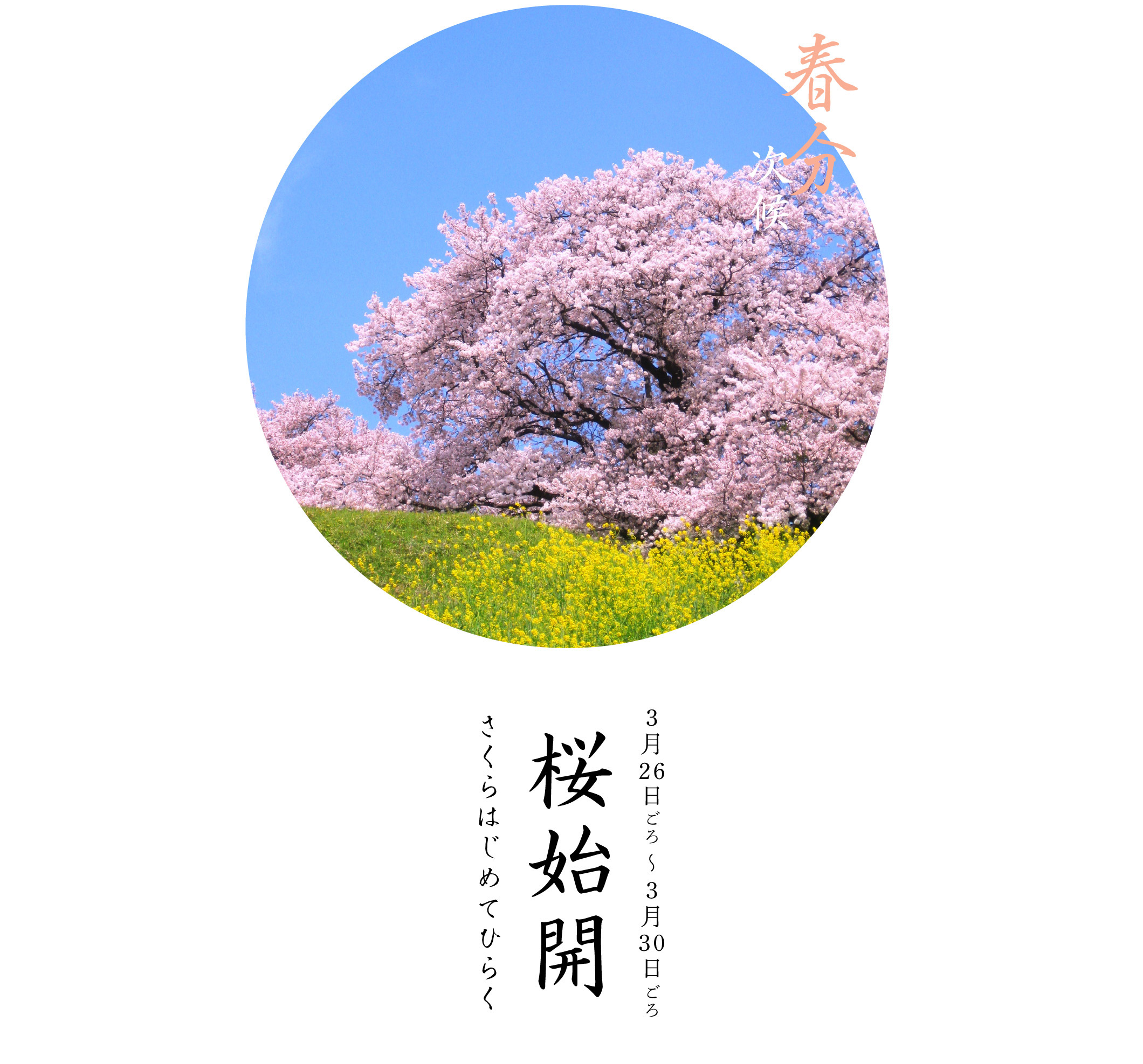 春分次候・桜始開