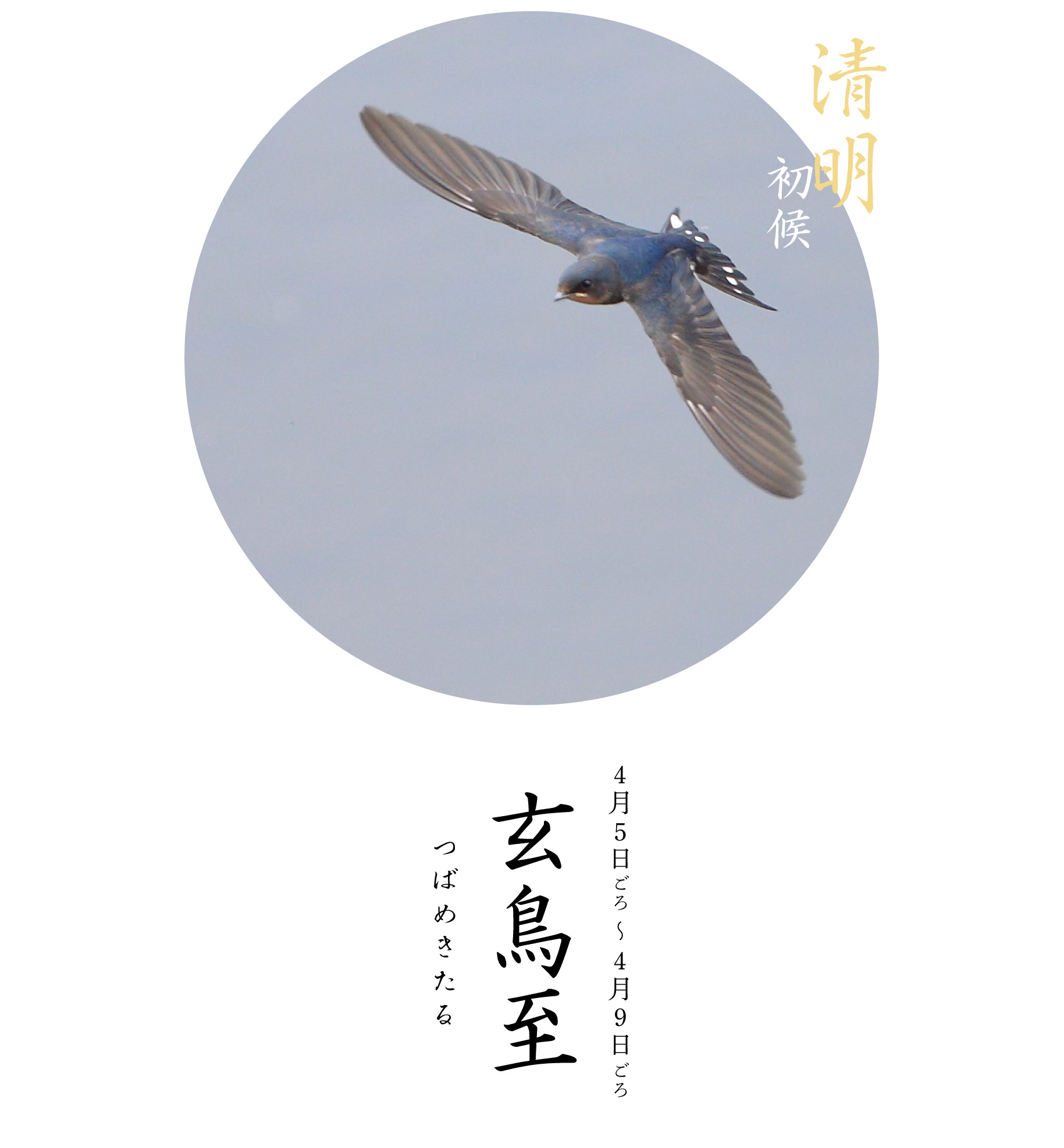 晴明初候・玄鳥至