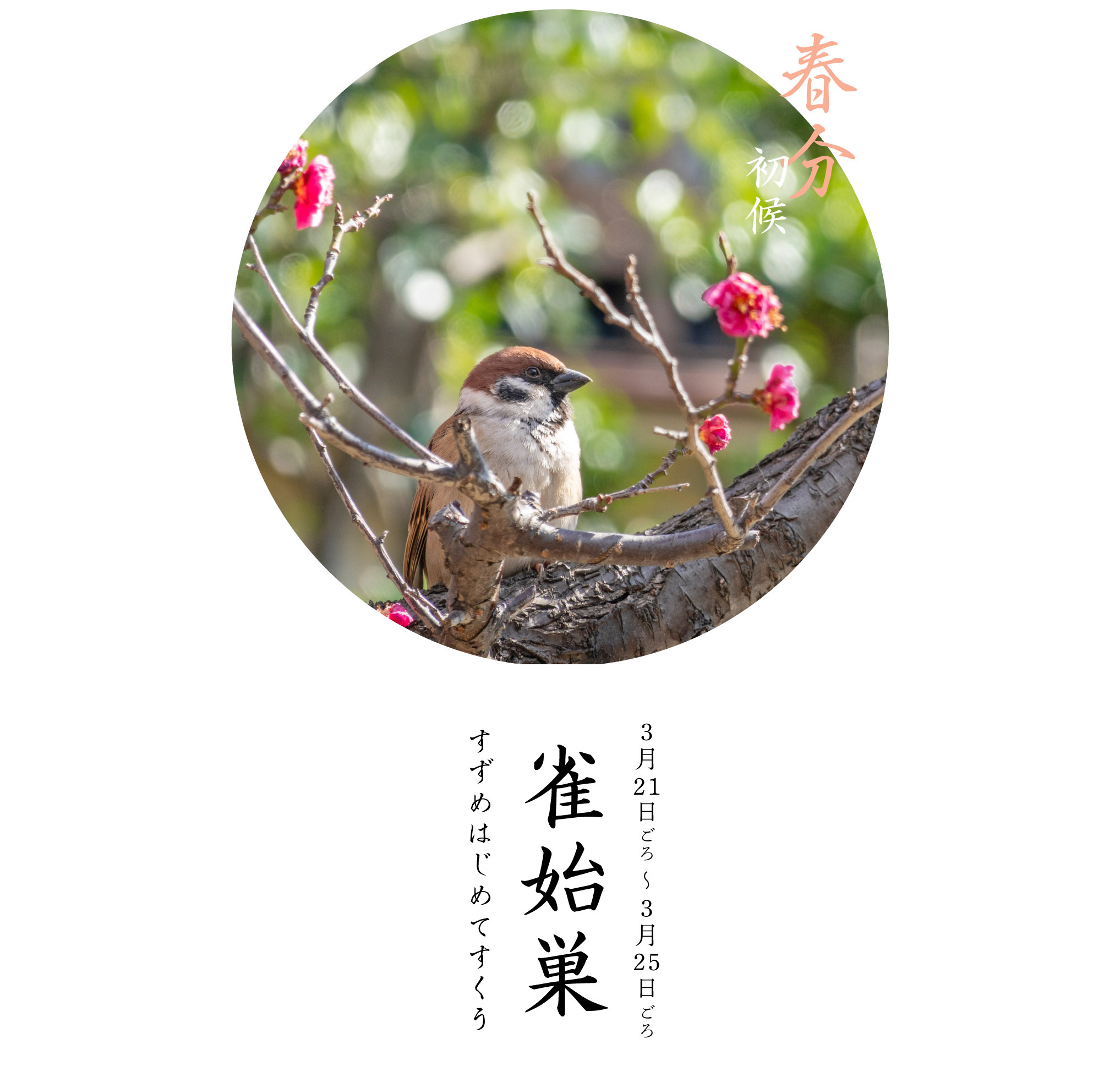 春分初候・雀始巣