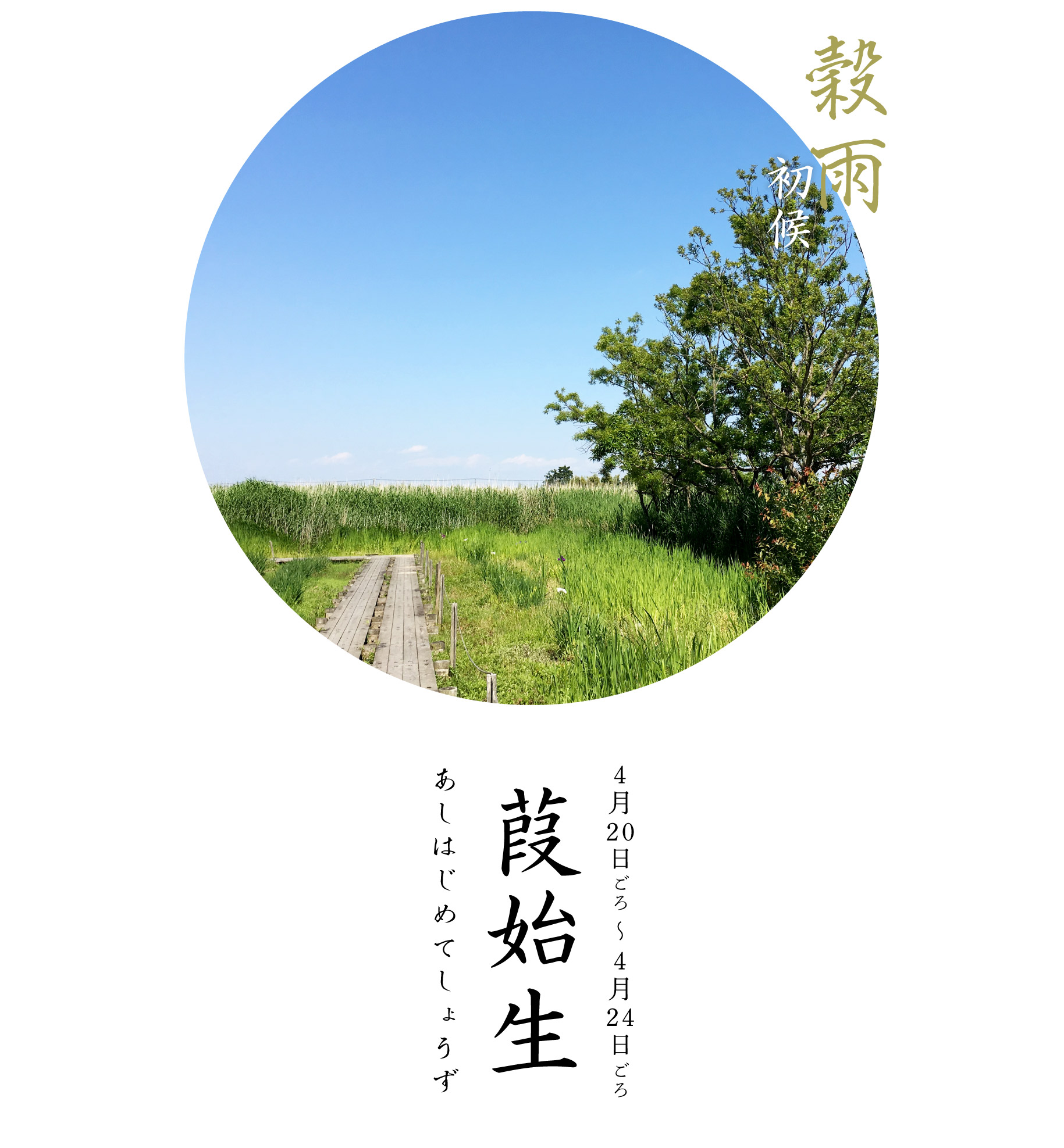 穀雨初候・葭始生
