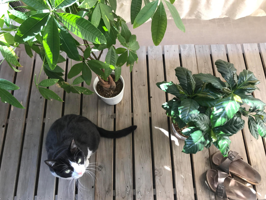 猫とベランダ