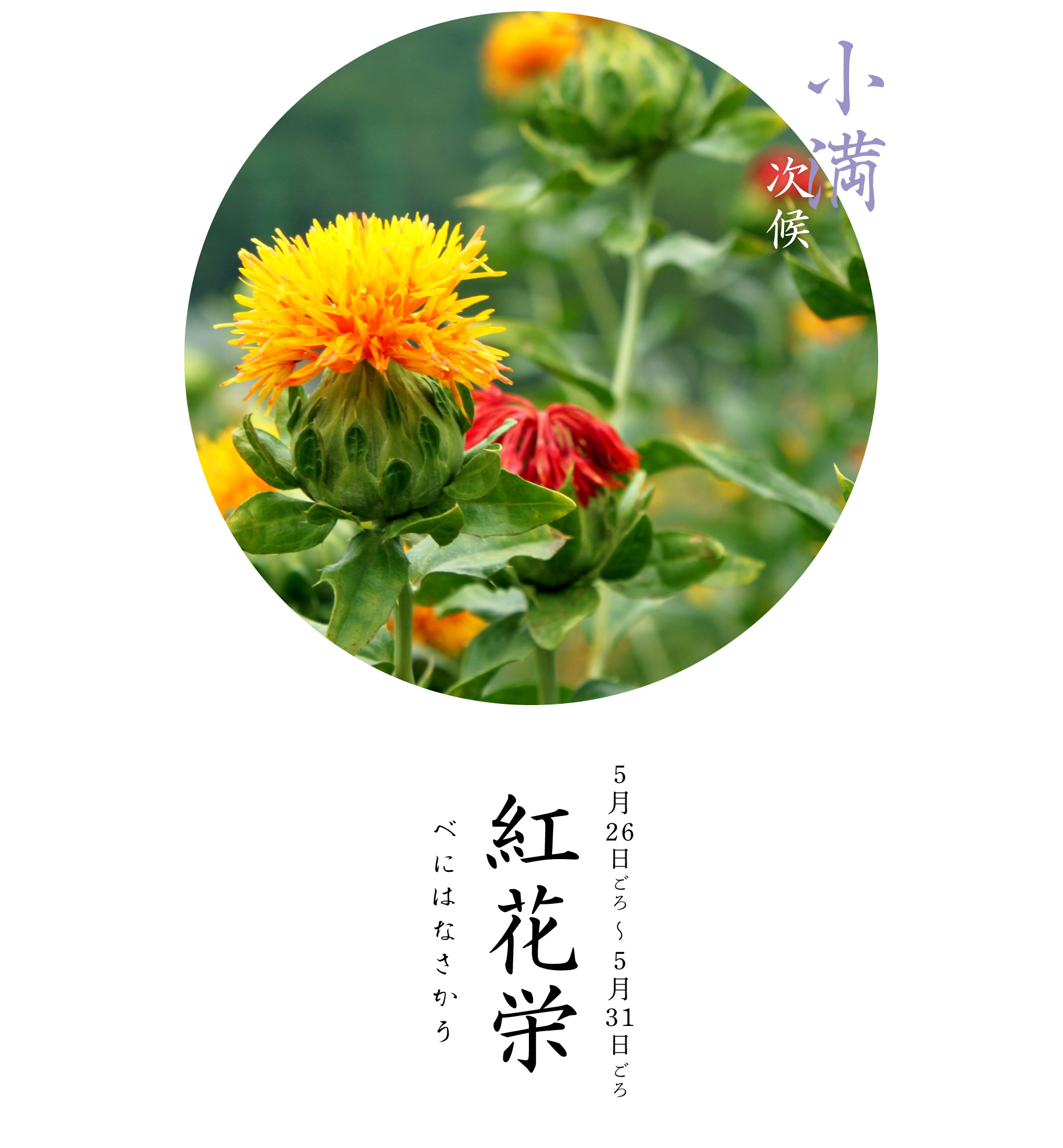 紅花栄