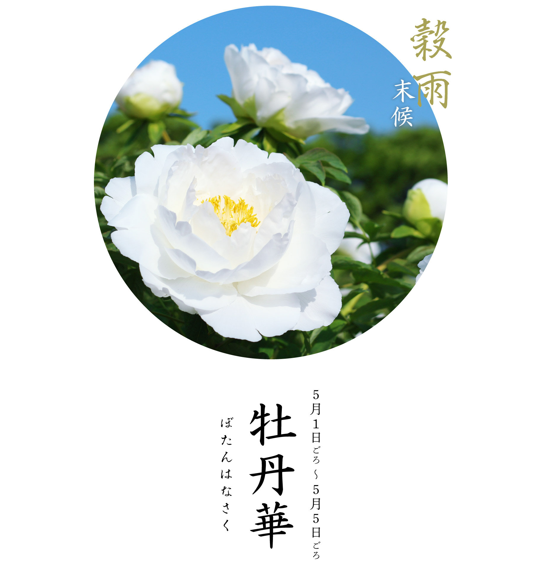 穀雨末候・牡丹華