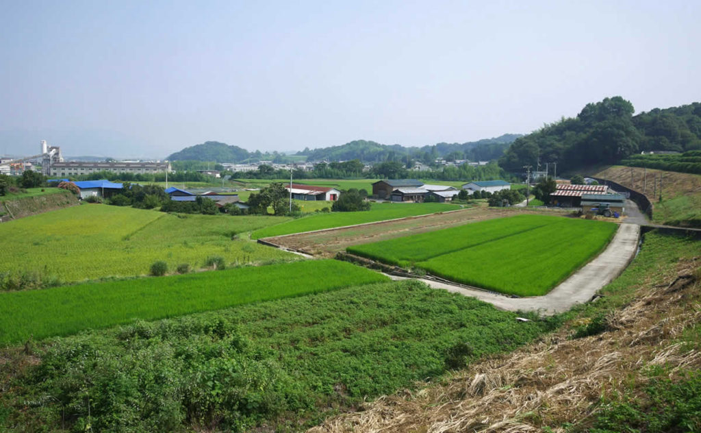 田んぼが広がる観音寺農地