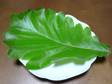 柏の葉