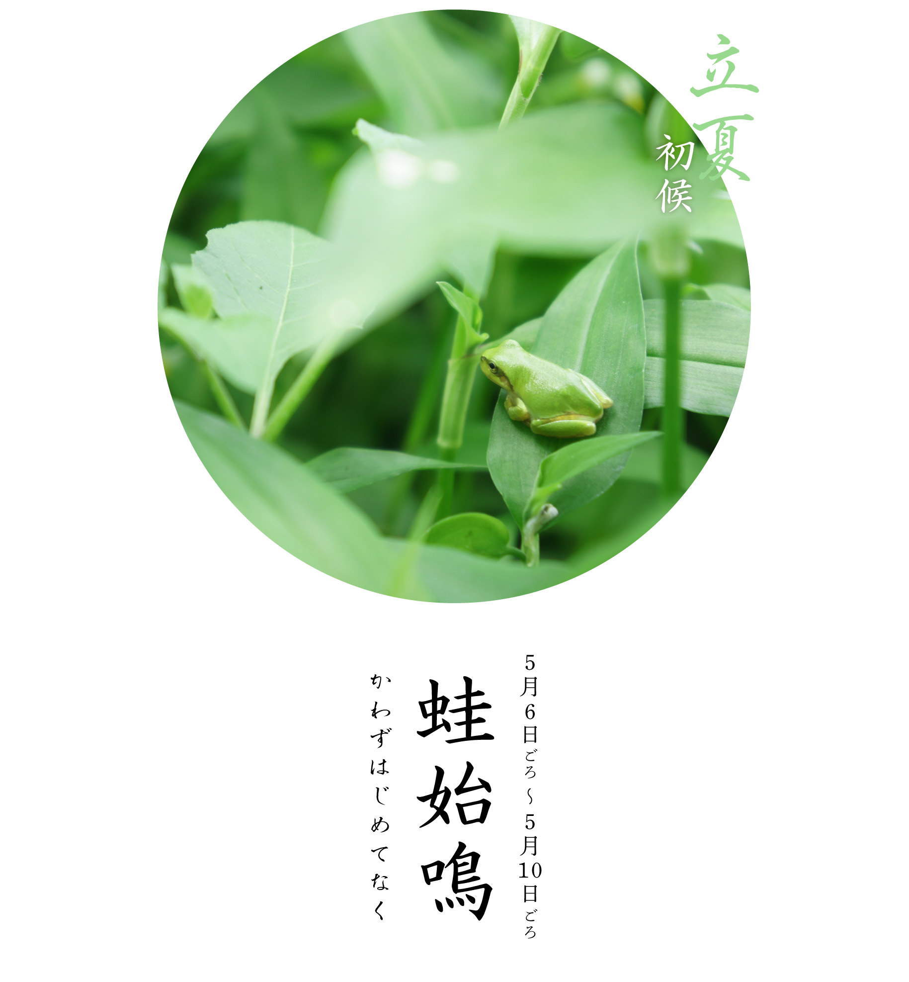 立夏初候・蛙始鳴