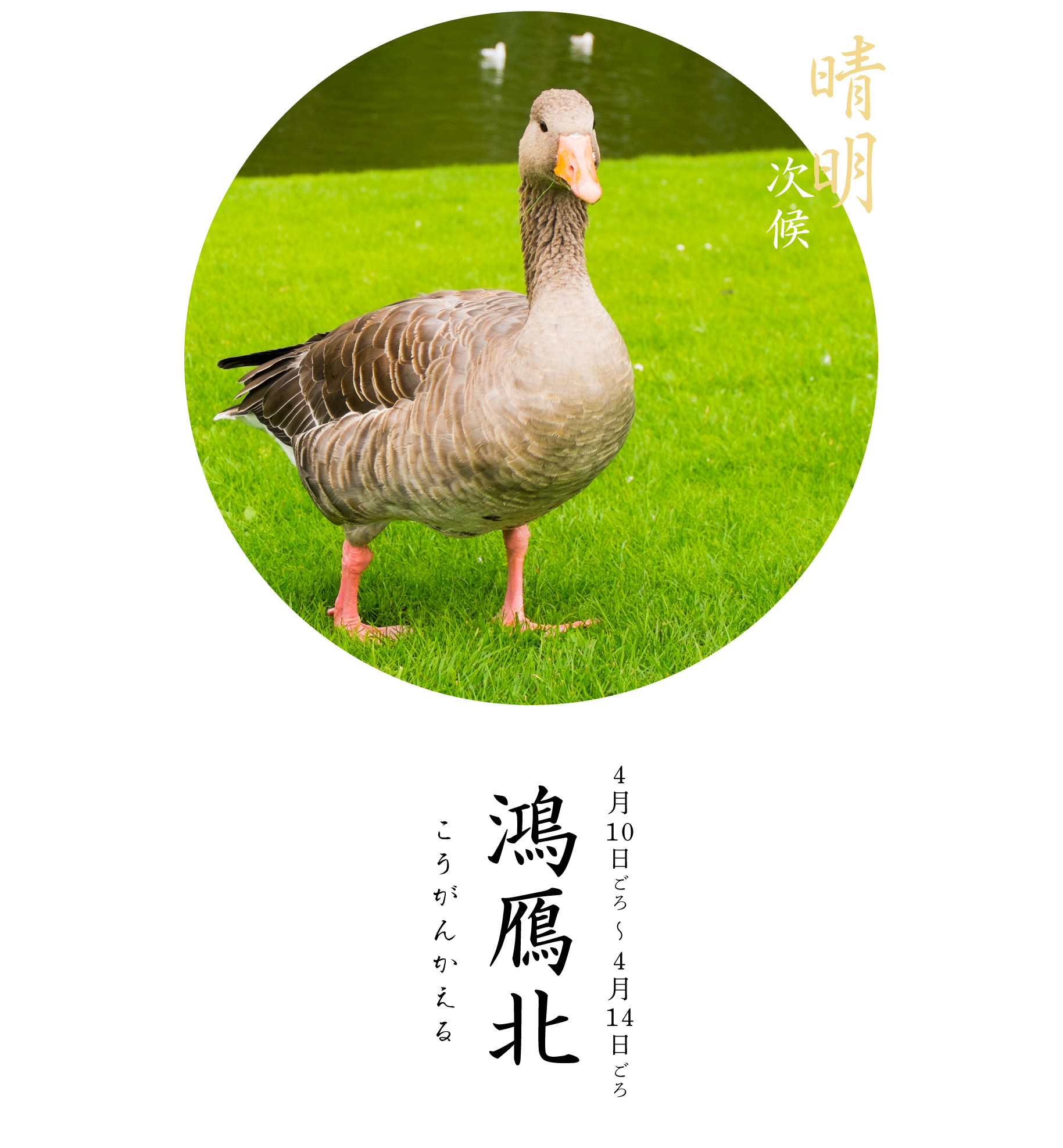 晴明次候・鴻雁北
