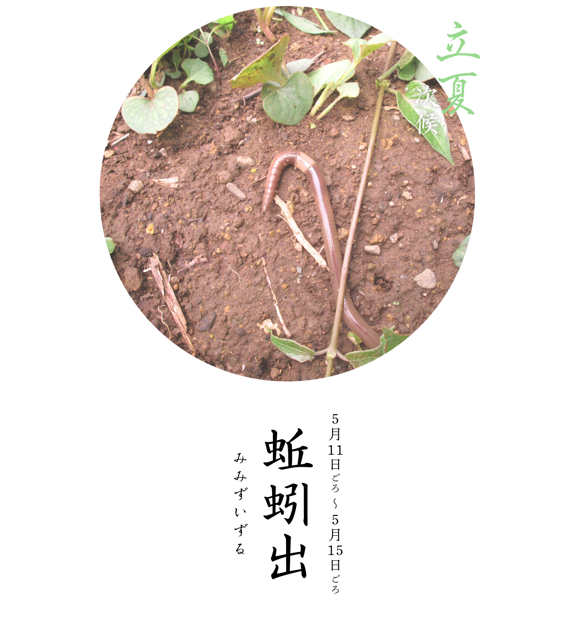 夏蚯蚓