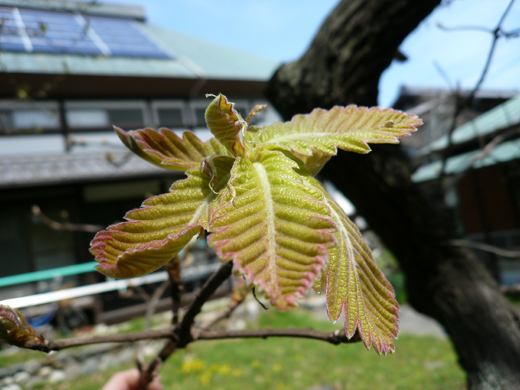 芽が開いた柏の葉