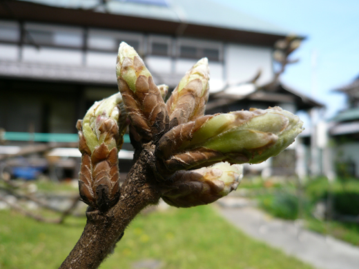 数が増え大きく膨らんだ柏の芽