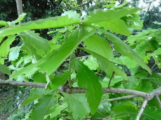 葉が多く茂った柏の枝
