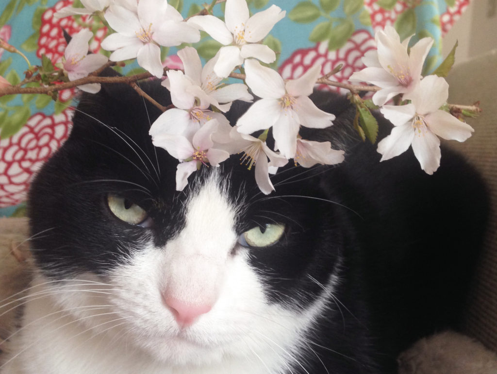 桜とハチワレ猫