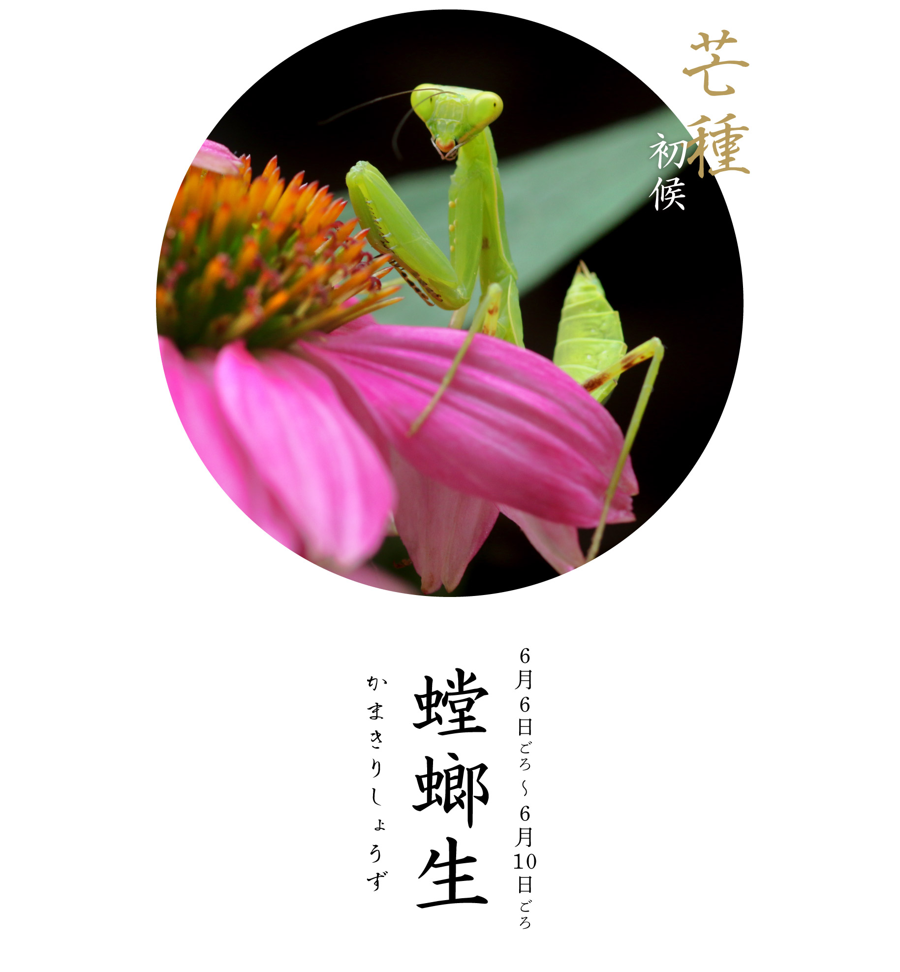 螳蜋生