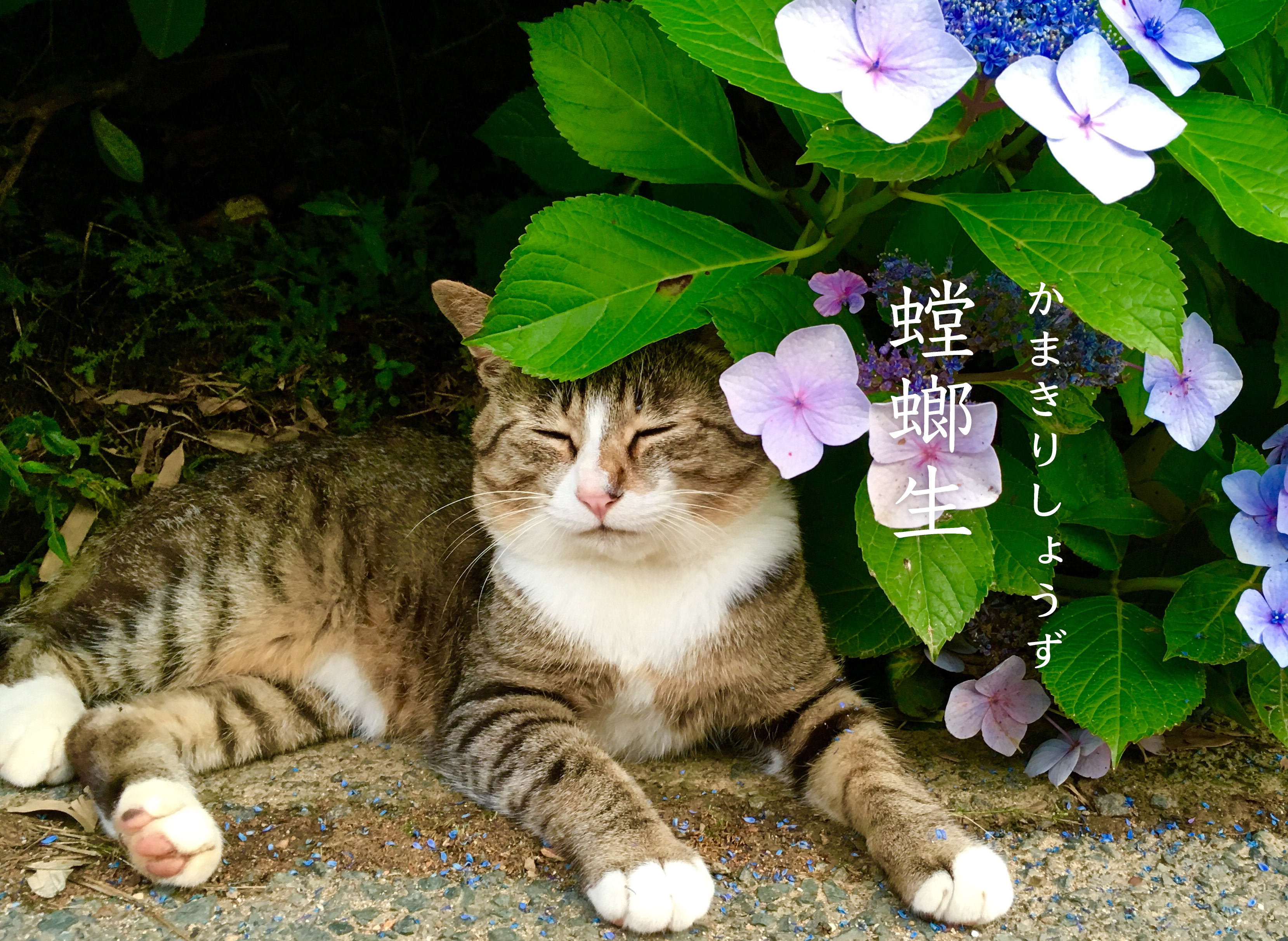 螳螂生と猫