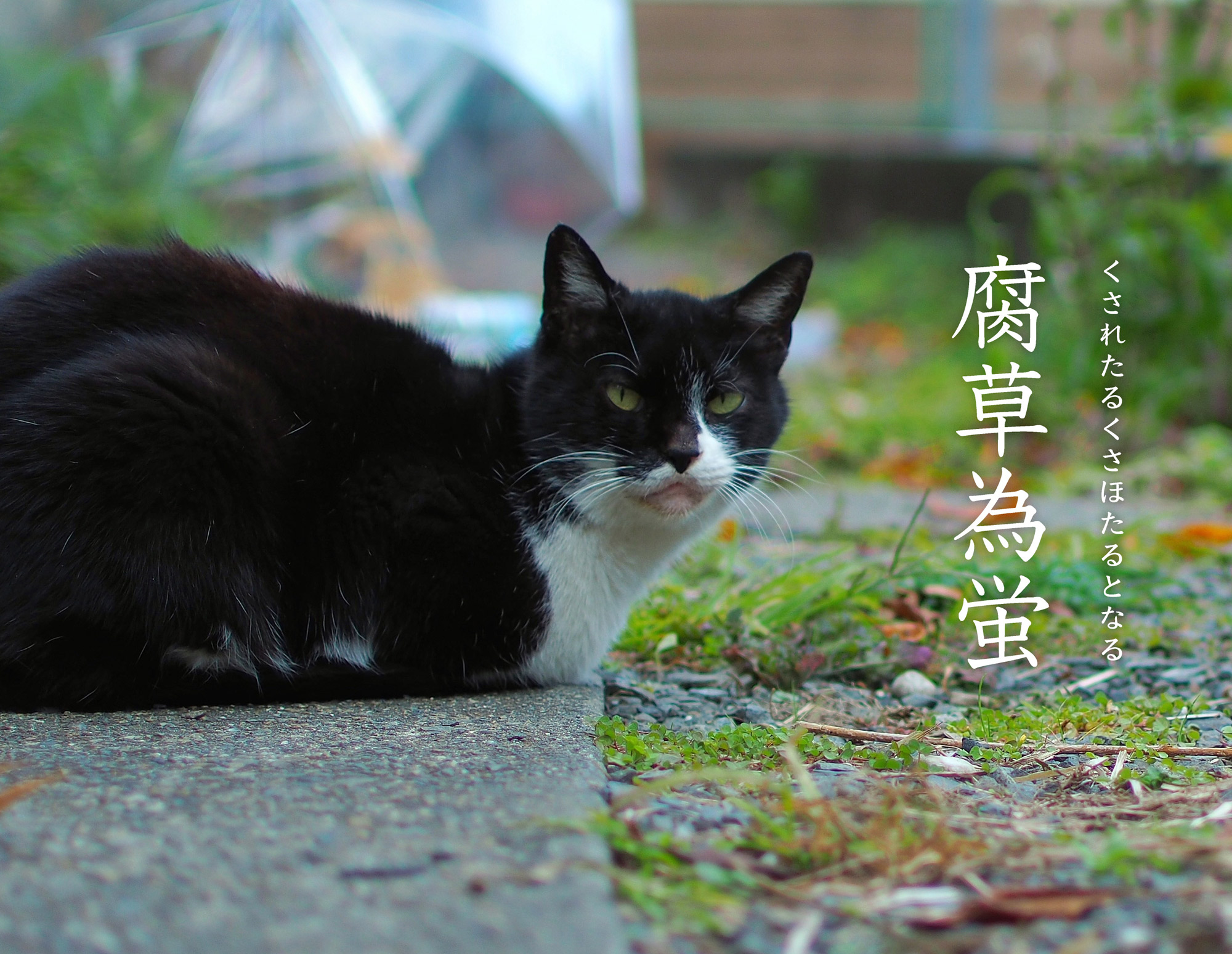 腐草為蛍と猫