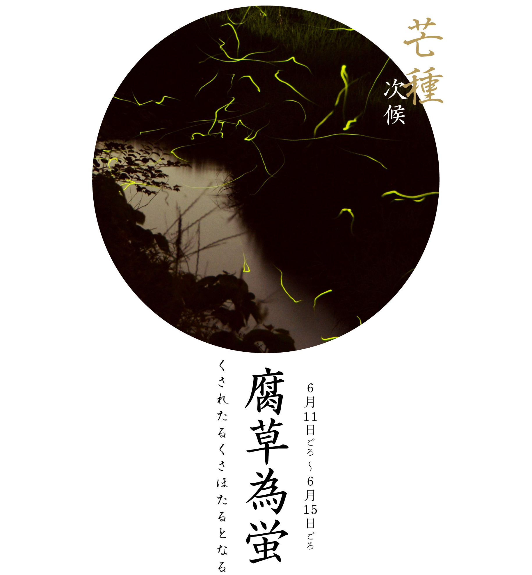 腐草為蛍