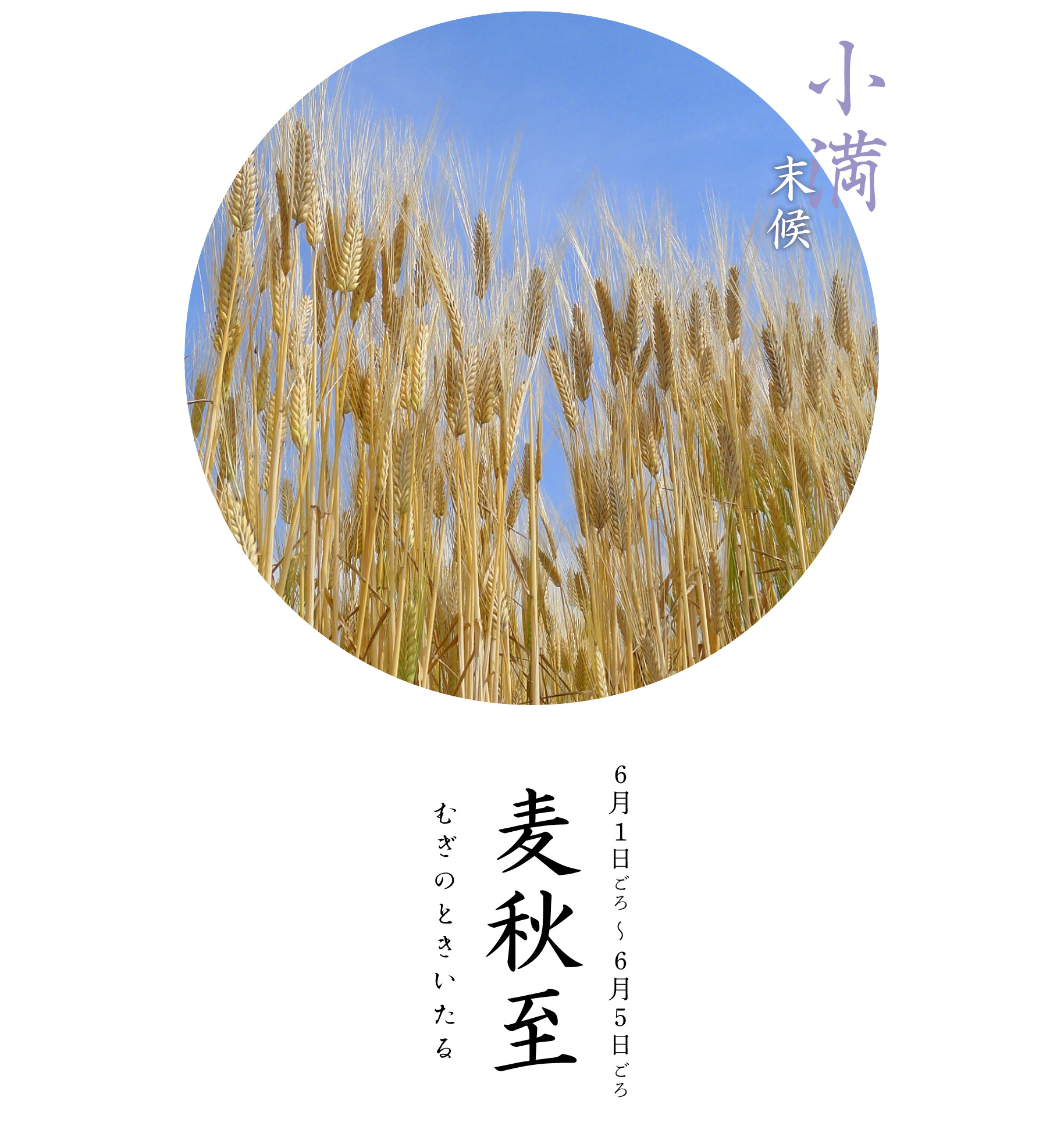 麦秋至