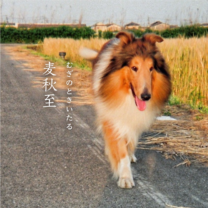 麦畑と犬