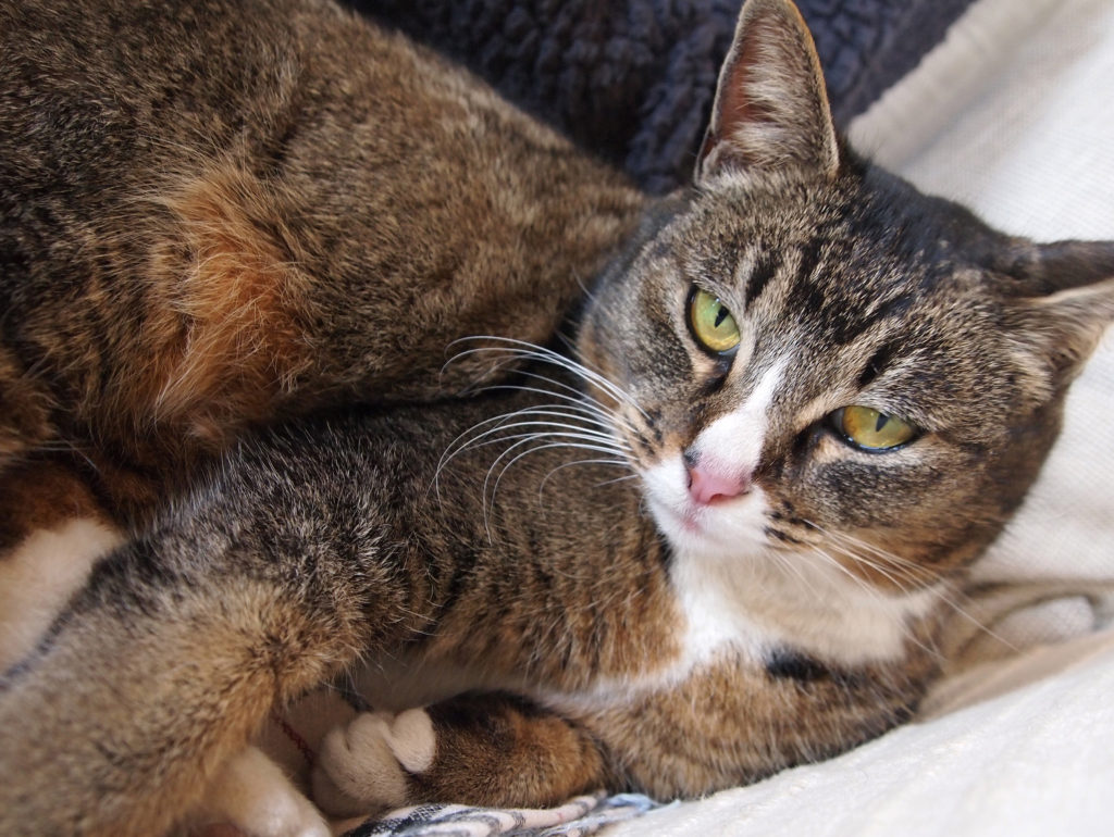 勝手に家に入ってきてくつろぐ猫