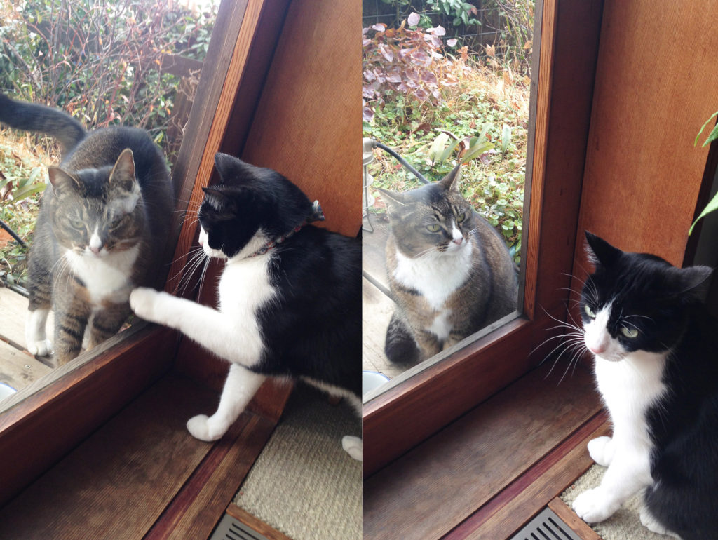 外猫が気になる家猫