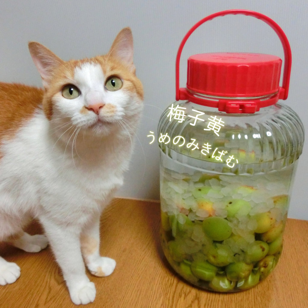 梅子黄と猫