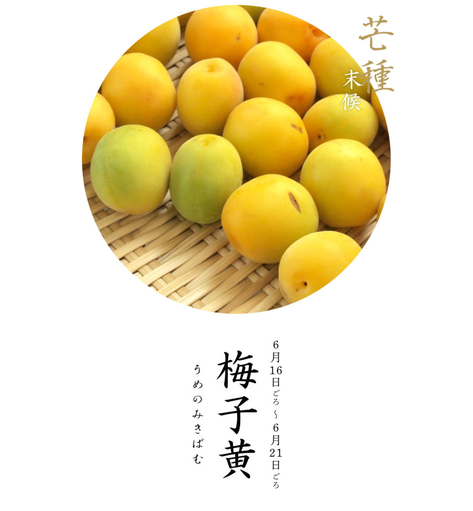 芒種末候梅子黄