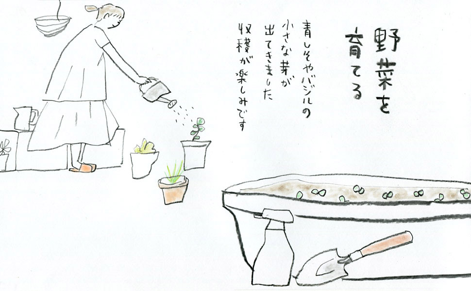 野菜を育てる青しそやバジルの小さな芽が出てきました。収穫が楽しみです。