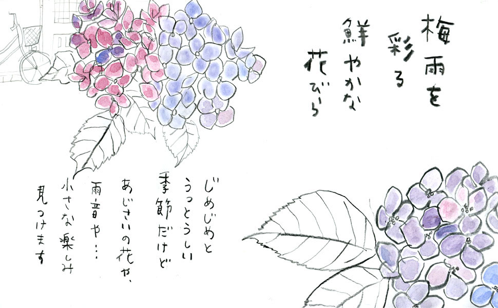 梅雨のアジサイ
