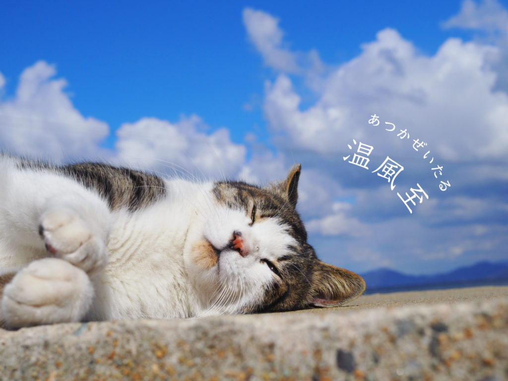 温風至と猫