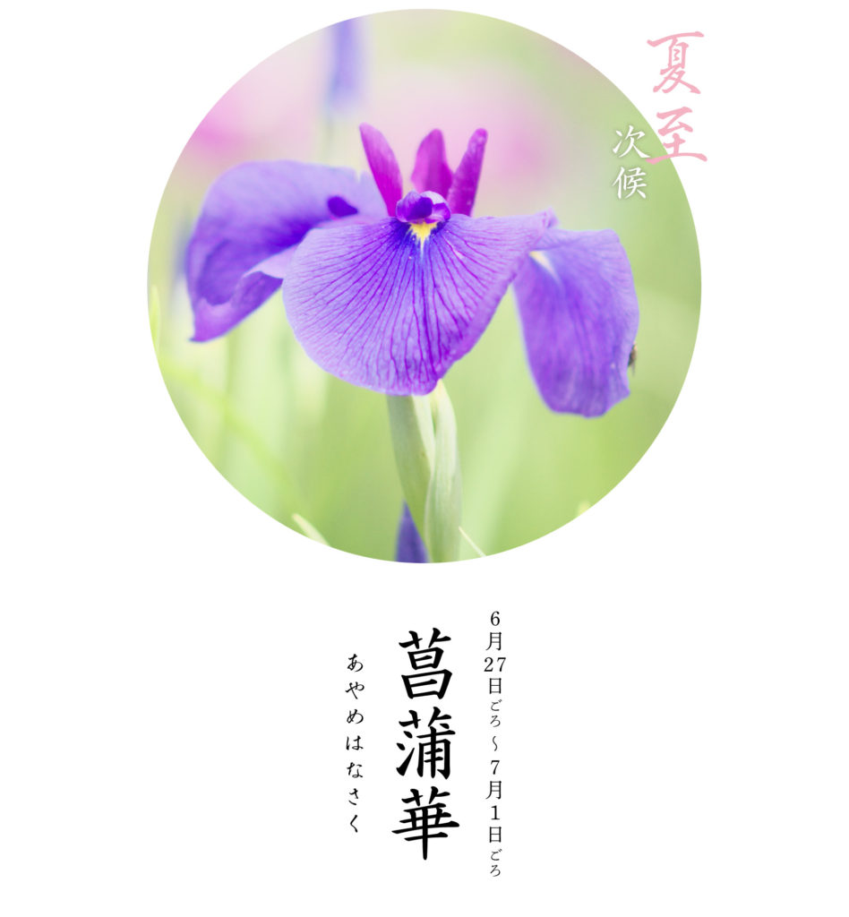 夏至次候あやめはなさく