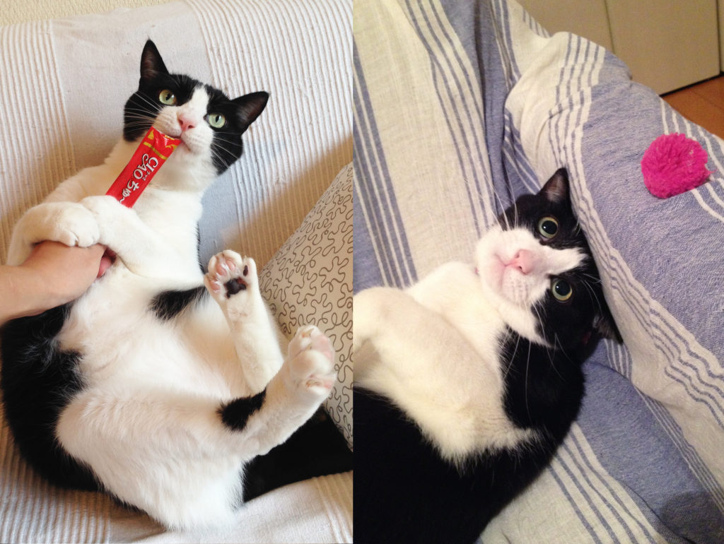 ちゅーるを離さない猫