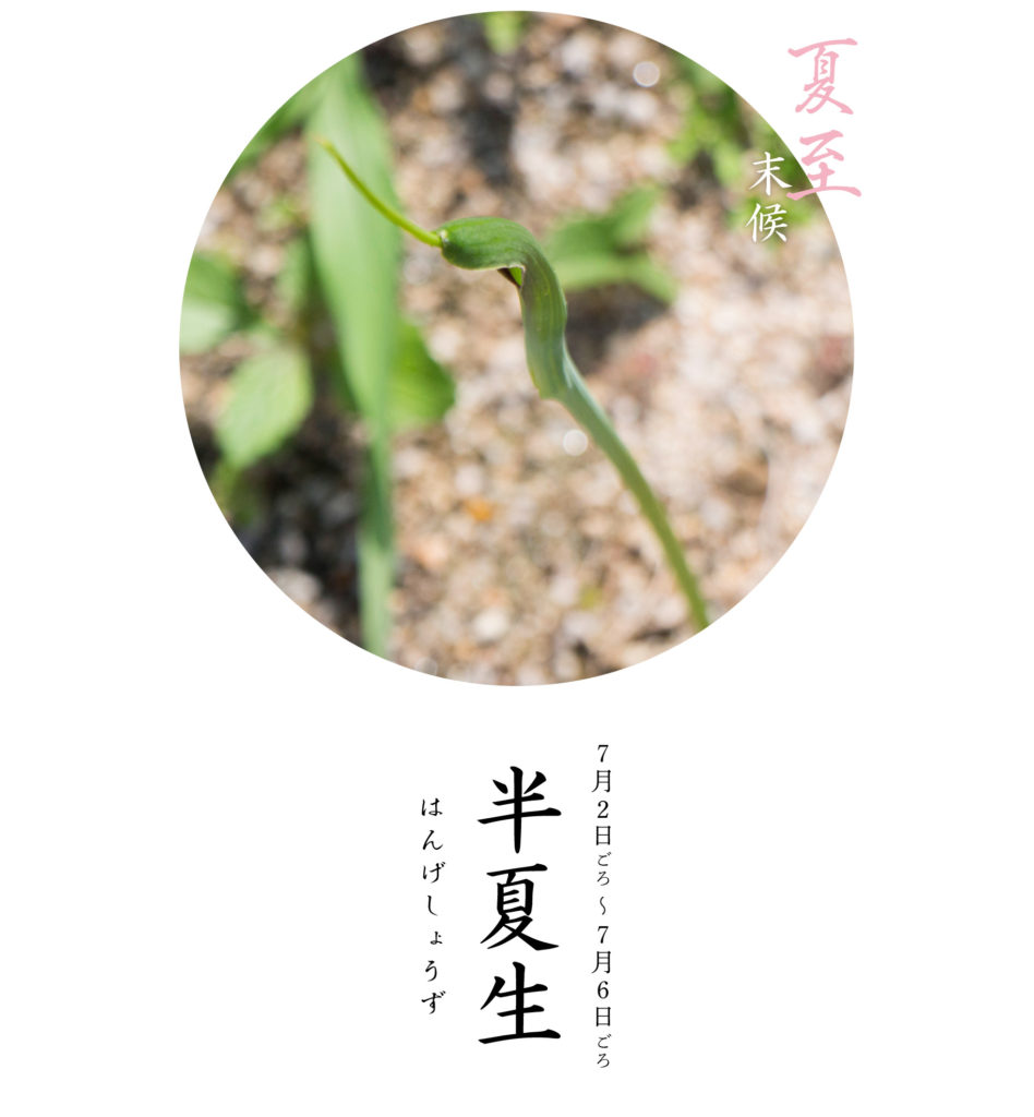 夏至末候はんげしょうず