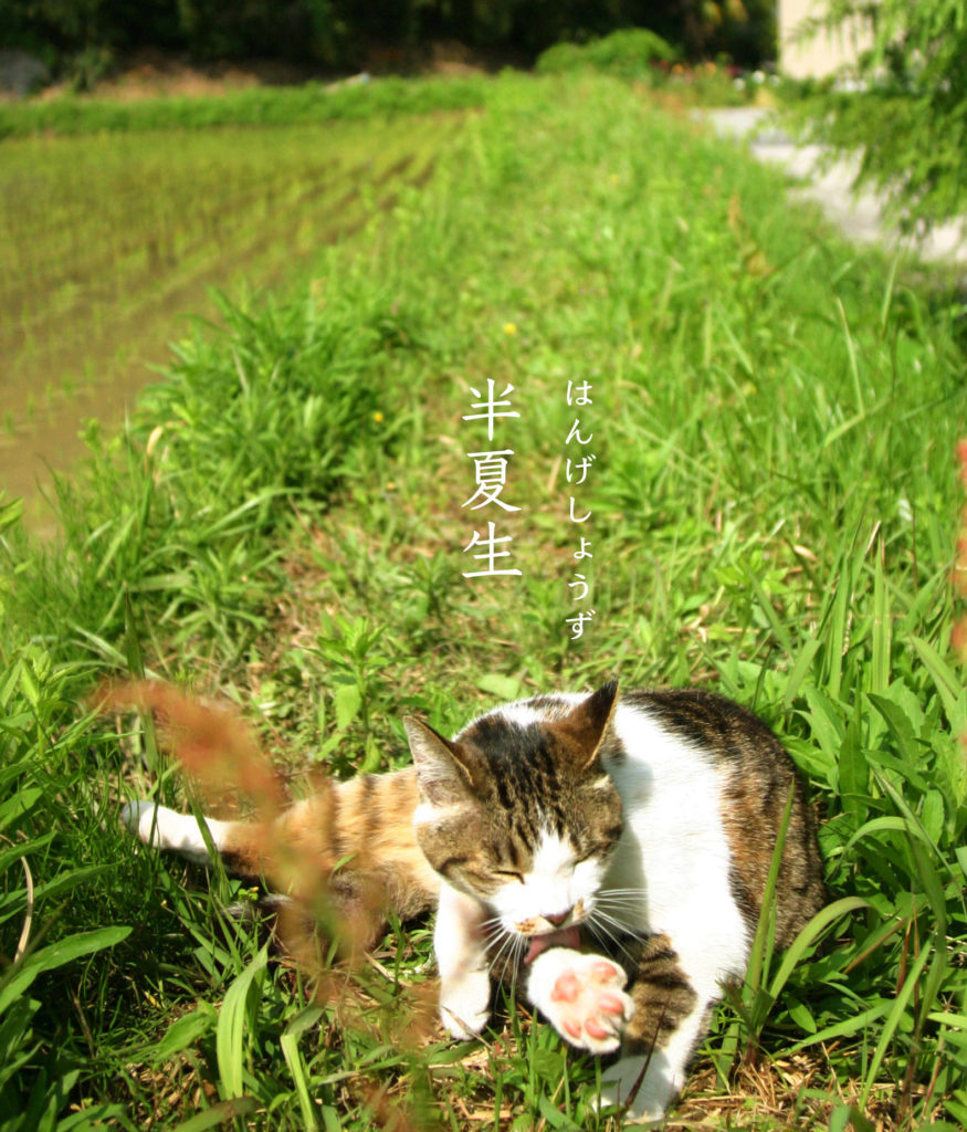 半夏生と猫