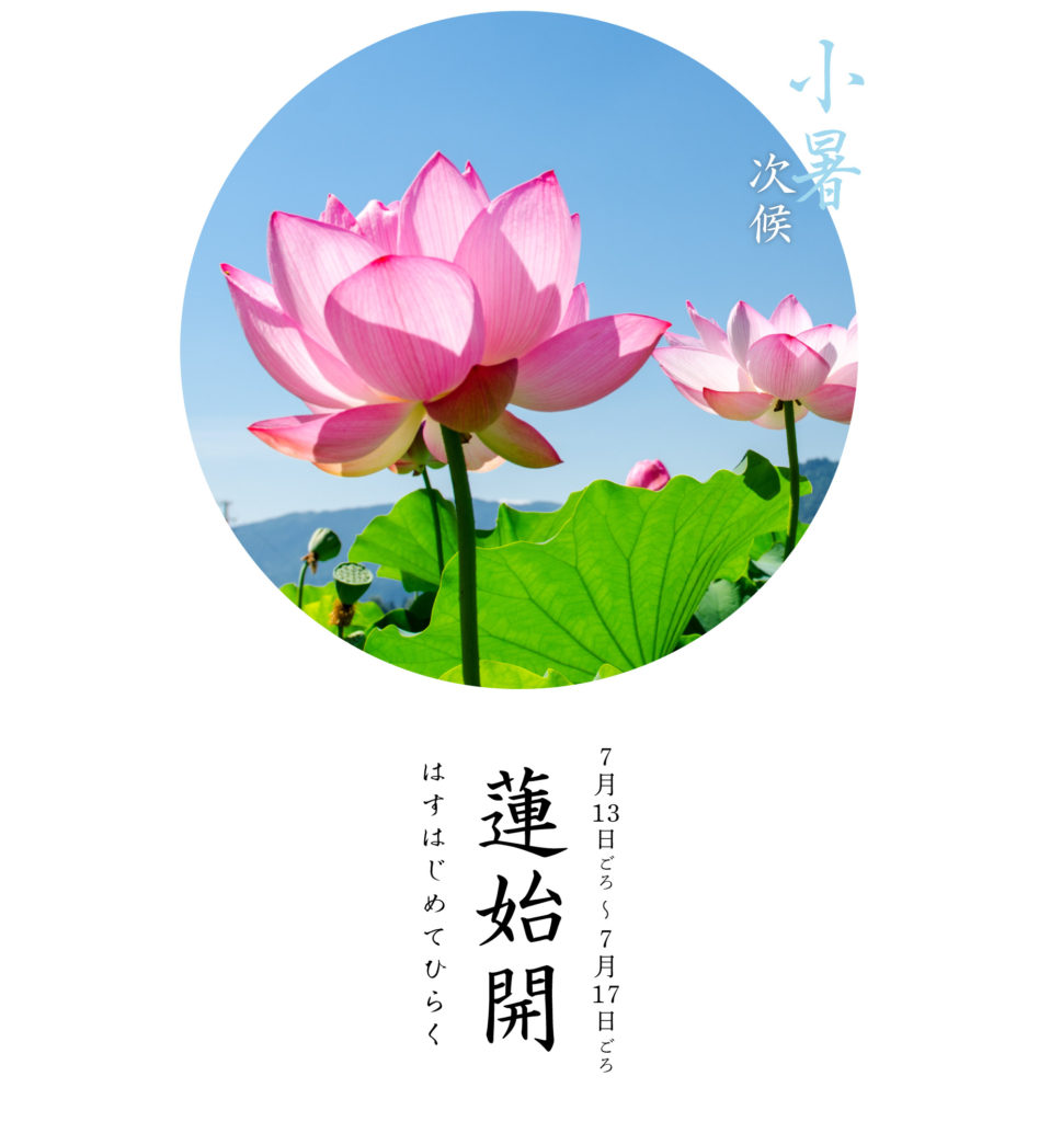 蓮始開