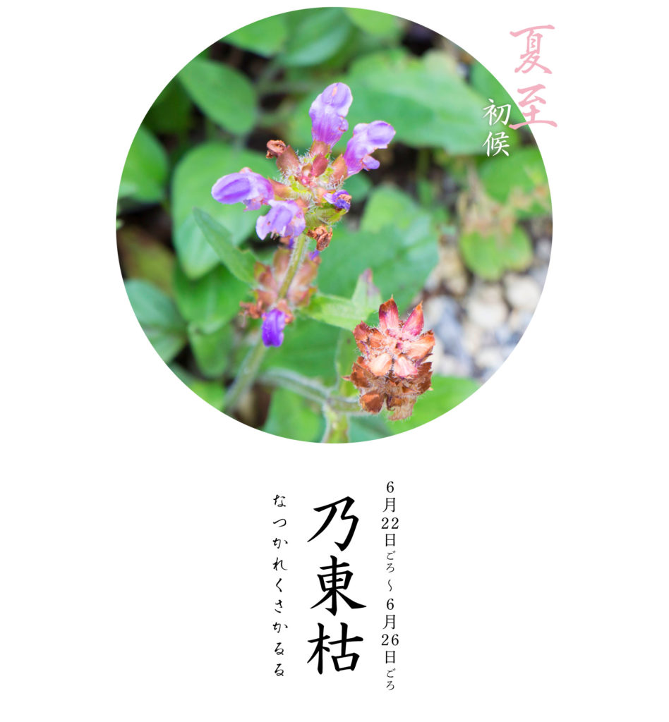 夏至初侯なつかれくさかるる