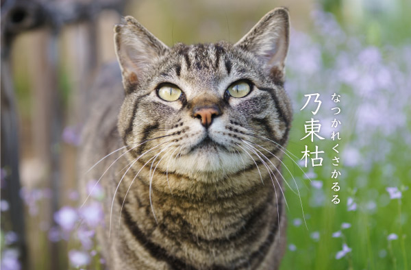 乃東枯と猫