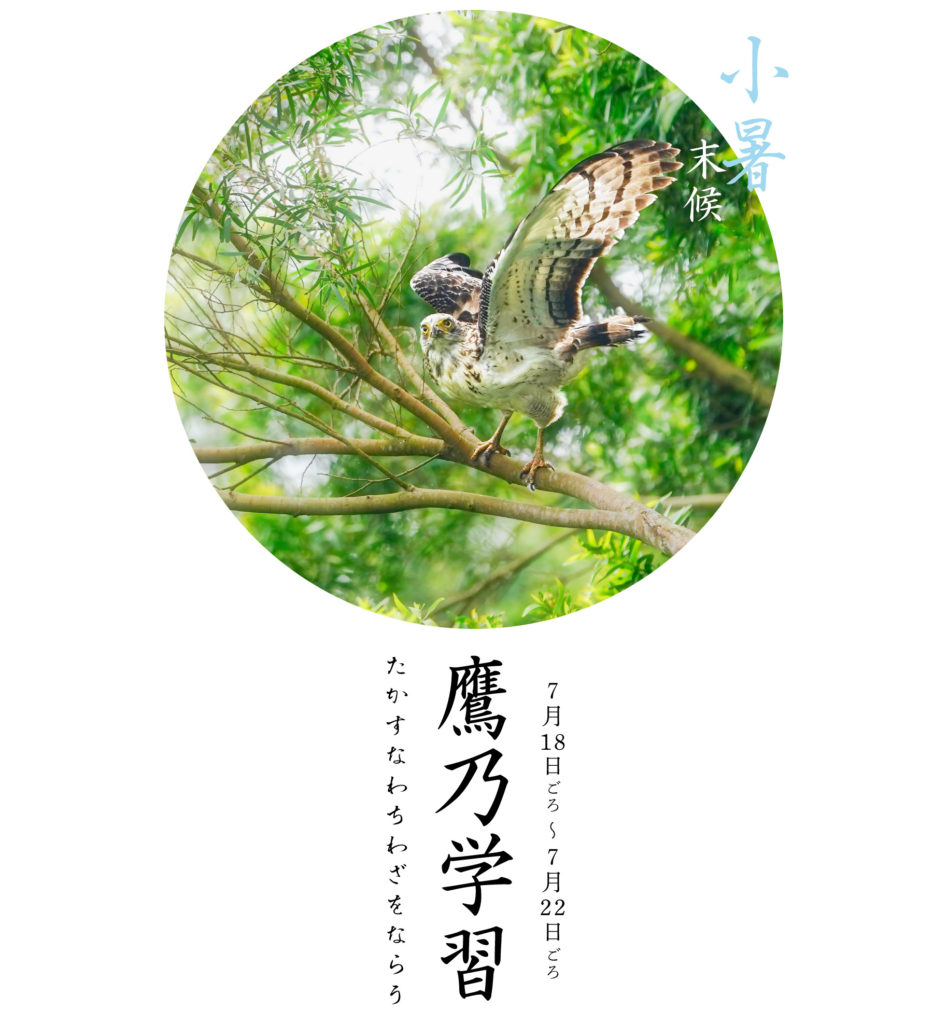 鷹乃学習