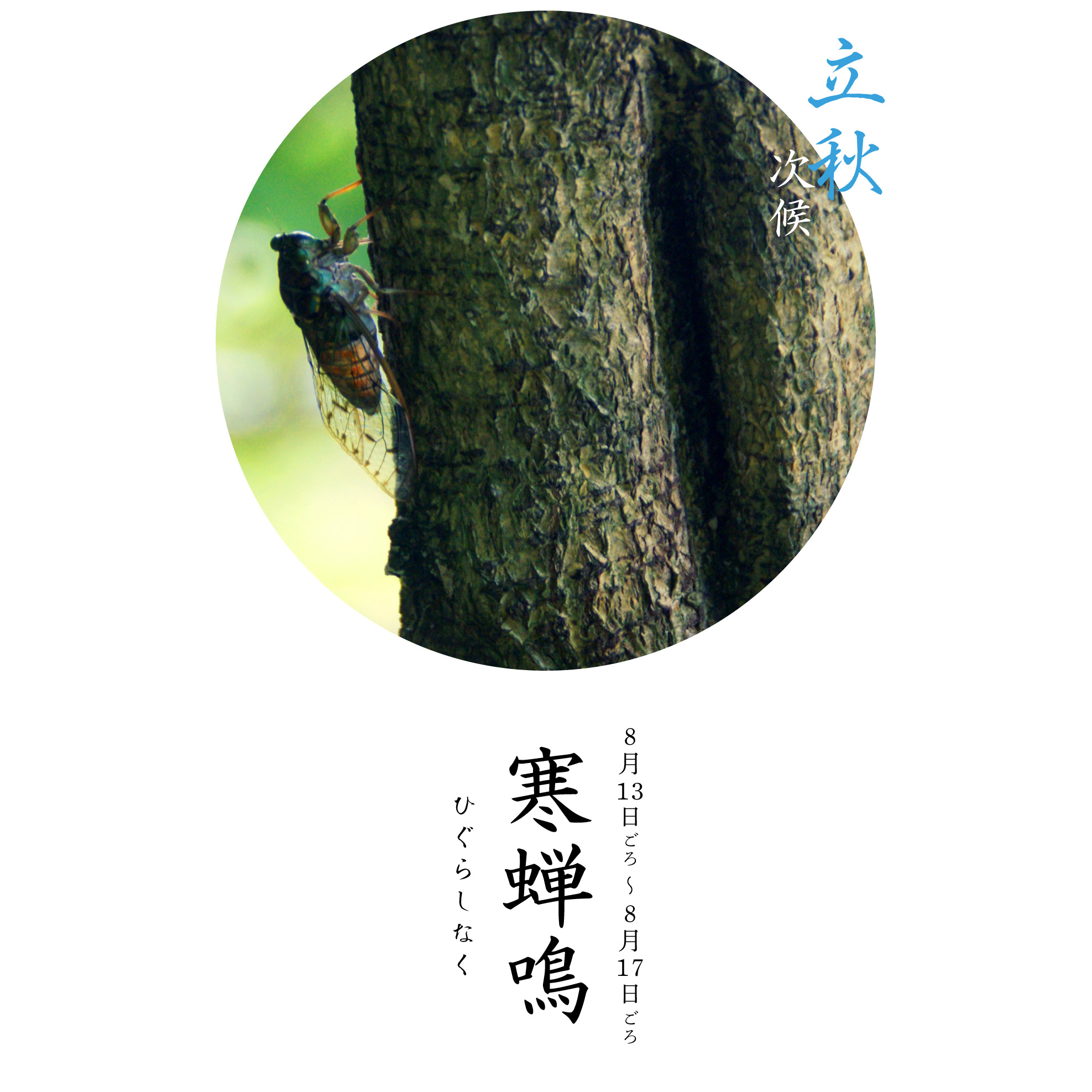 寒蝉鳴