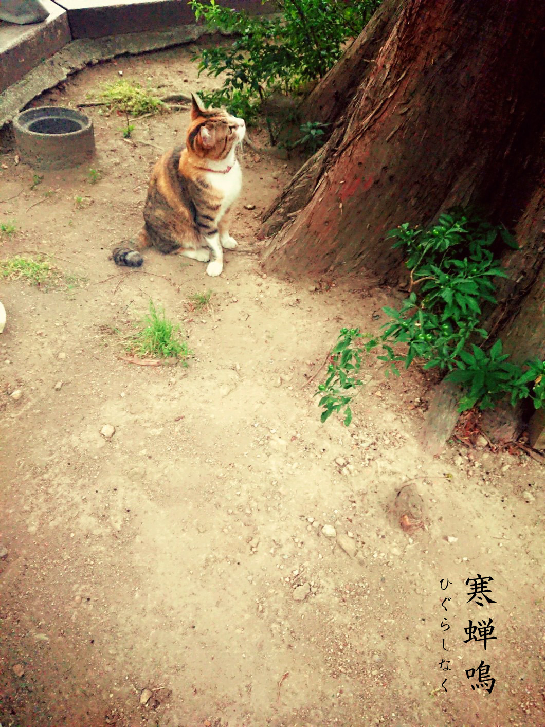 寒蝉鳴と猫